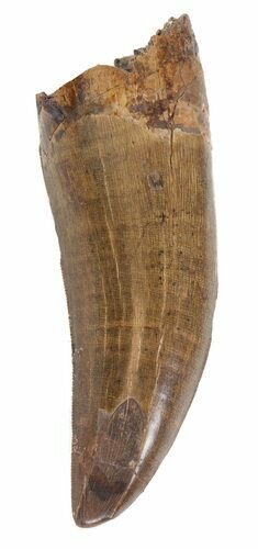 Large Daspletosaurus (Tyrannosaur) Tooth - Montana #44163